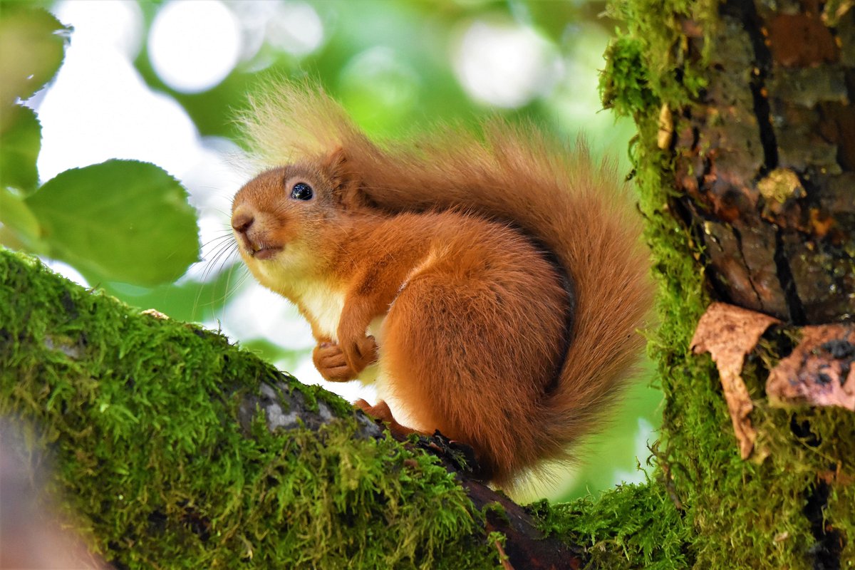 BroomfieldKeith's tweet photo. A red squirrel in #Strathdevon this afternoon #Clackmannanshire https://t.co/IY0H5DbZQ9