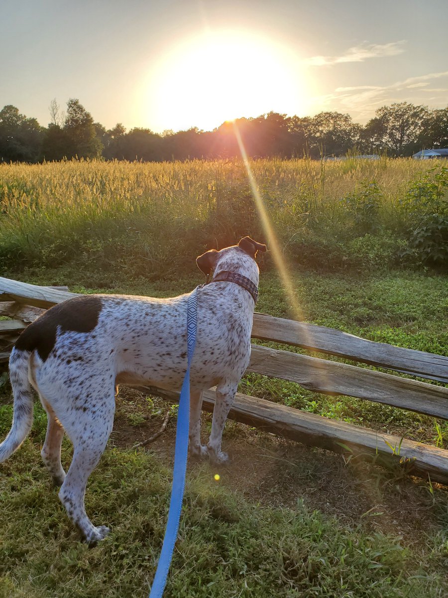 LindsayDigDug's tweet photo. Just another sunset walk with Riley the dog.

#dog #sunset #walking #outdoors #cutedog #hiking https://t.co/rB9iimUhOR