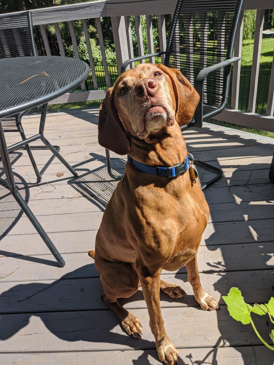 hepennington's tweet photo. @prairieales This is Lloyd. https://t.co/MRchhnFojr