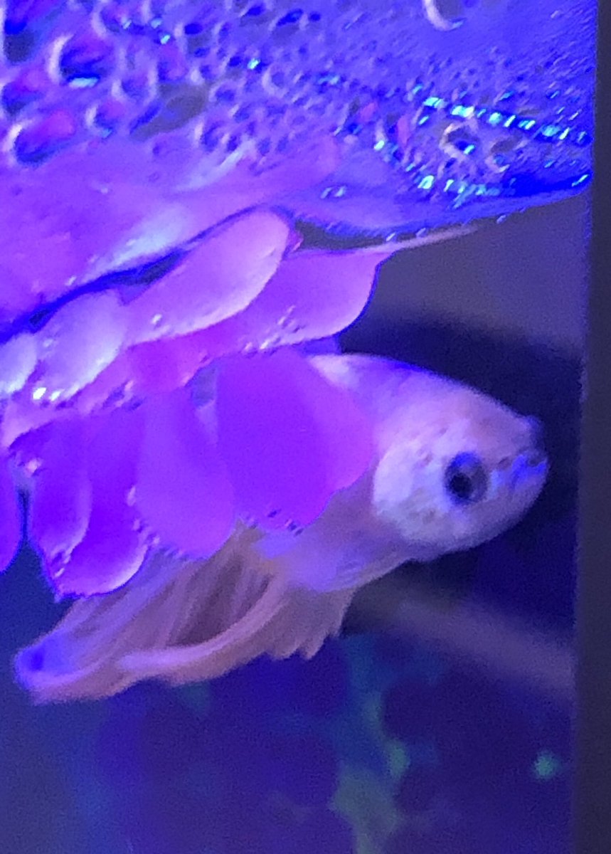 MegChar's tweet photo. 4th 🎯 created visual enigmas of their names to represent themselves, named their new class pet, and completed a Nearpod activity for “The Fourteenth Goldfish” @bakerelembears @CobbAlp #lovetothinkhere #learngrowlead https://t.co/yozdm50SWa