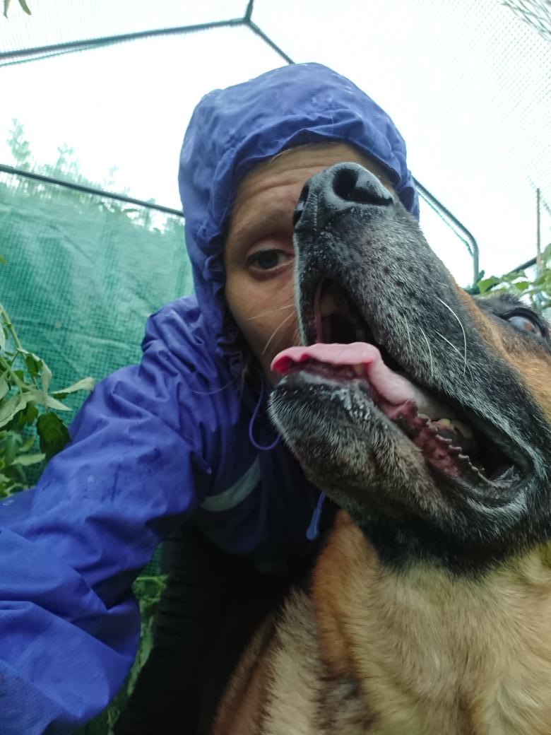 donnz01's tweet photo. Me and my dog grabbing some shelter in our wee greenhouse, just in after 2 hours and loved a wee bit gardening in the rain ☔ can't wait to have a soak with a bath bomb 💣 but what a fabby afternoon off!  #Rommel #dogsofinstagram  #DogsOfEdinburgh #LoveMyPup #Scotland #Gardening https://t.co/335a63IraD