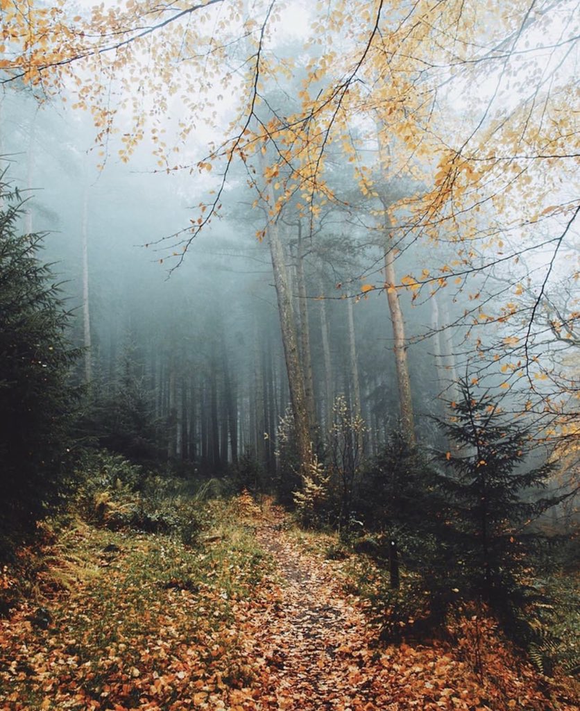 TraveIings's tweet photo. Misty autumn days are approaching https://t.co/HoRzDEi10j