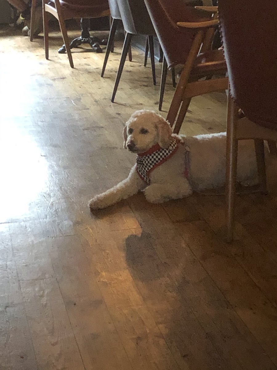 #PubDog