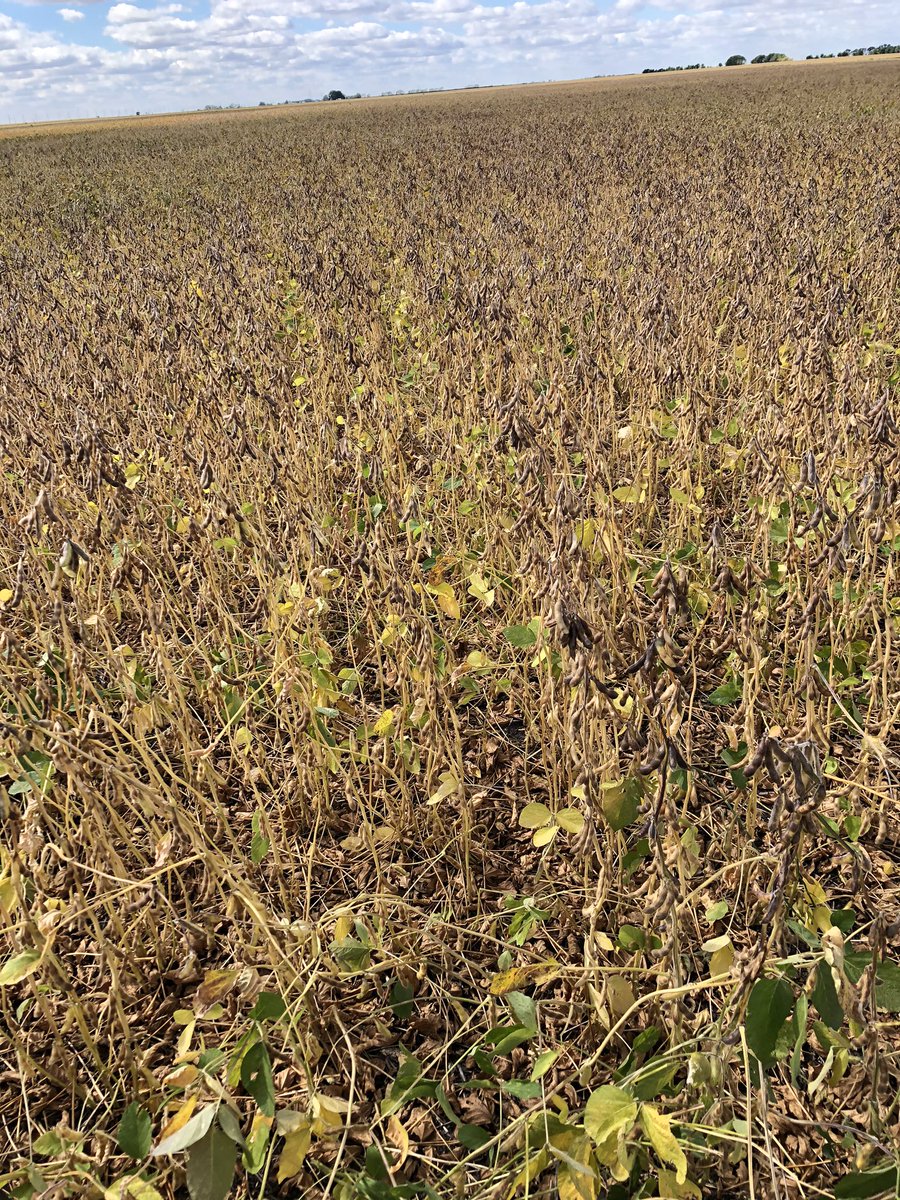 brettteet's tweet photo. Soybeans are looking phenomenal this year. Really excited to see the potential of these new varieties. Look at those top pod clusters @CargillAgCanada #westcdnag https://t.co/DaqzGwTiSO