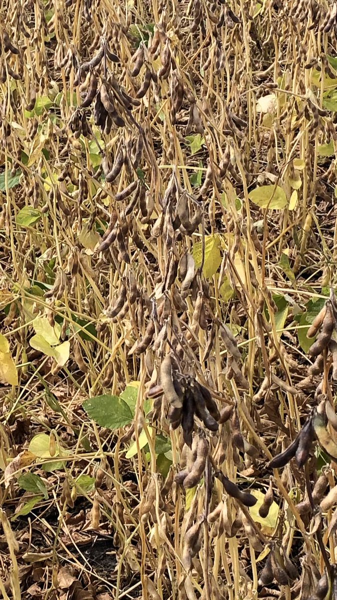 Soybeans are looking phenomenal this year. Really excited to see the potential of these new varieties. Look at those top pod clusters <a href="/CargillAgCanada/">CargillAgCanada</a> #westcdnag