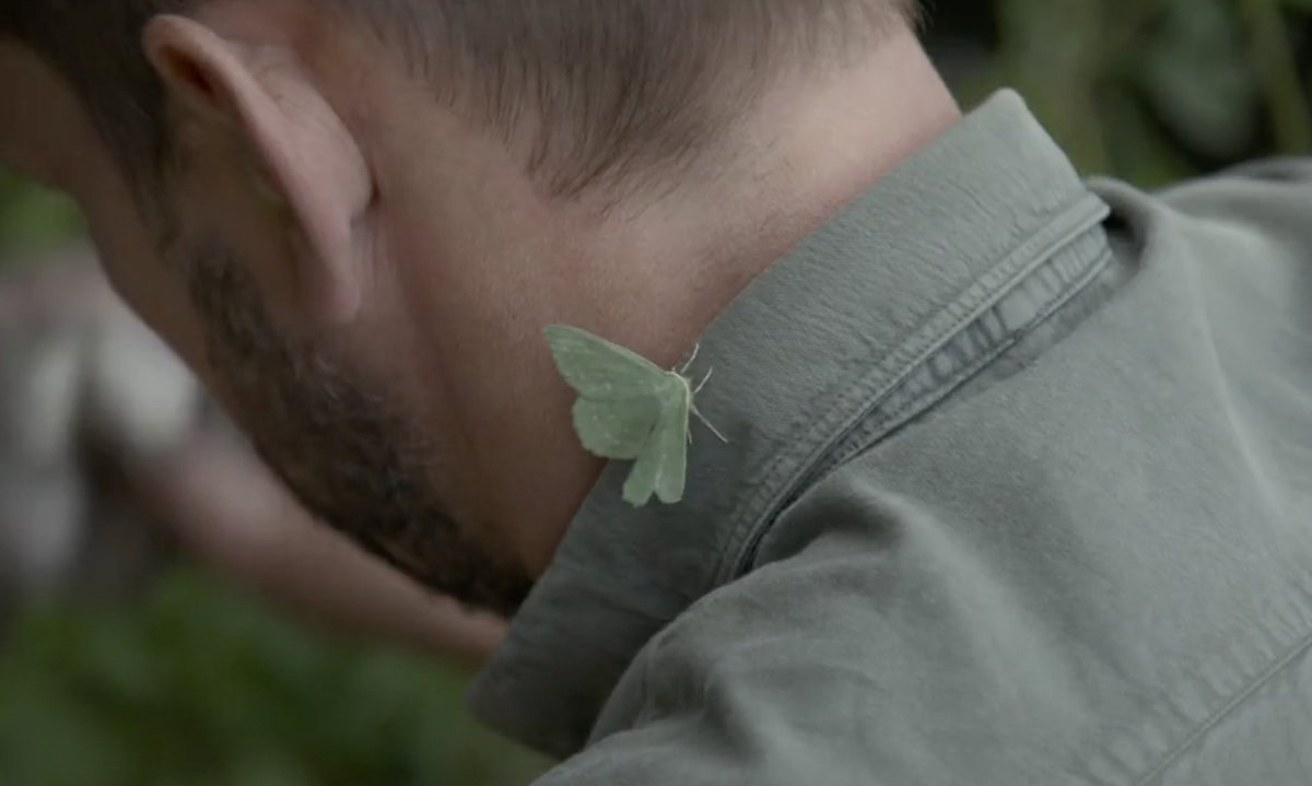 #Bees are vital for pollinating our crops but these unsung heroes do the nightshift! This Large Emerald #moth is hitching a lift on @jimmysfarm #JimmysBigBeeRescue TONIGHT, 6.30pm @Channel4 @screenscots #SaveTheBees #moths #pollinators @PoMScheme