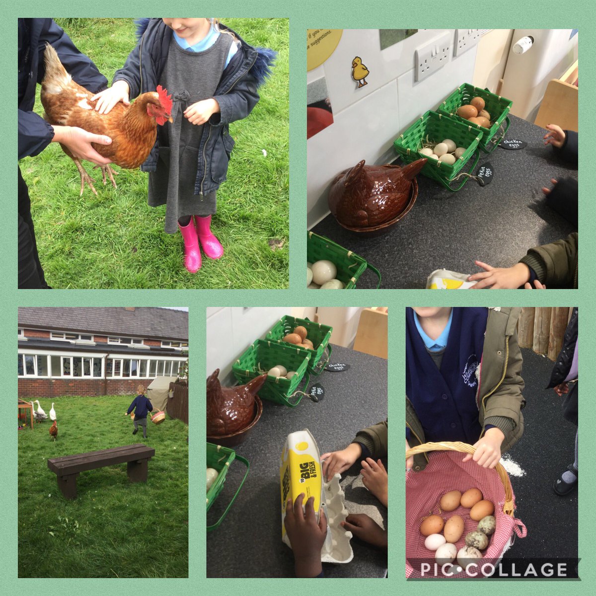 wcp_schoolEYFS's tweet image. So happy to have our mini farmers back helping to collect and sort the eggs from our chickens and ducks! I think £7 might be a bit steep for one though! 😂 #eyfsrocks #wcpsfarm #wcpsoutdoorlearning #BackToSchool2020 🐓🐓🦆🦆🦆
