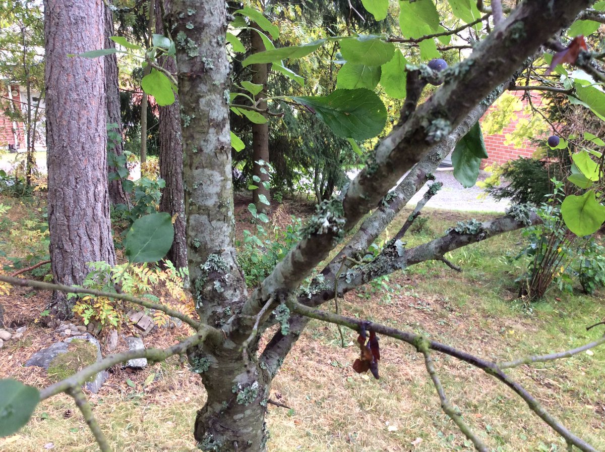 ArjaStarck's tweet photo. 🐿 käy herkuttelemassa, ja mitä siitä seuraa... kuoria oksilla ja kiviä maassa. 😀😀 https://t.co/lpJK6cz17w
