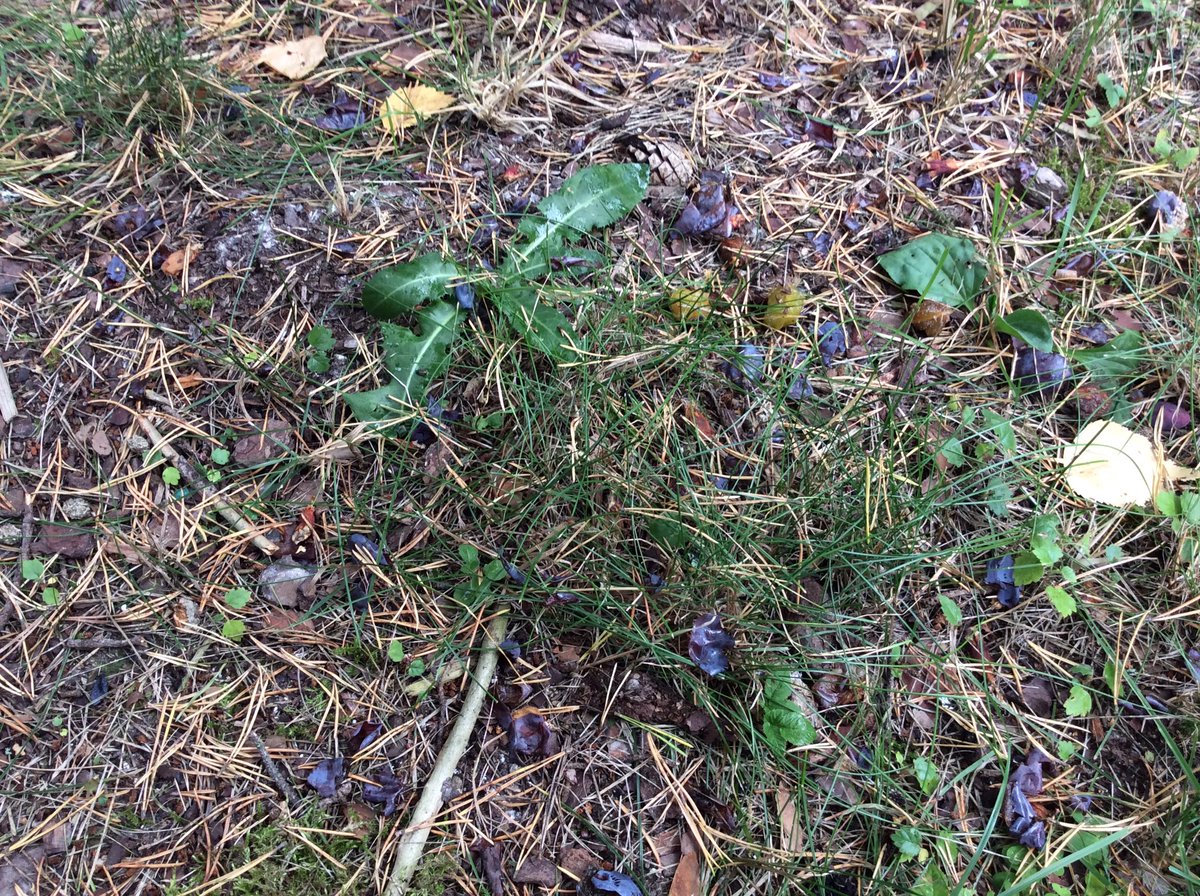 ArjaStarck's tweet photo. 🐿 käy herkuttelemassa, ja mitä siitä seuraa... kuoria oksilla ja kiviä maassa. 😀😀 https://t.co/lpJK6cz17w