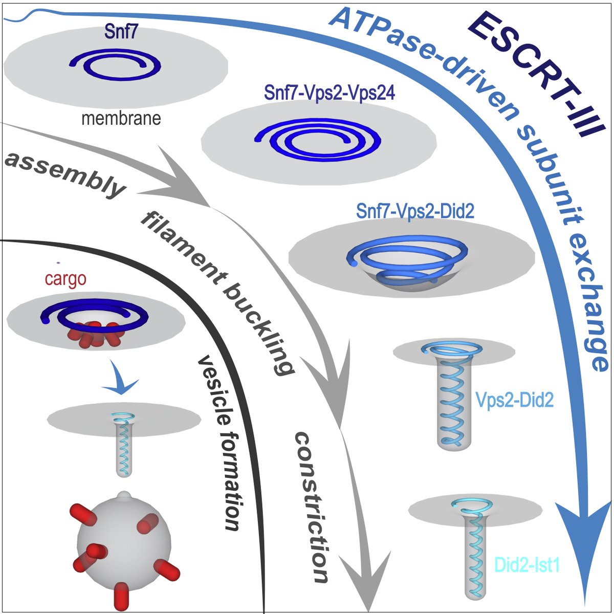 CellCellPress's tweet photo. The sequential #recruitment, #polymerization, and replacement of different #subunits by the ESCRT-III #machinery facilitates constriction and #fission of the #membrane. Out now! https://t.co/anUlCdgTmD @UNIGEnews https://t.co/zFBVMZ0M00