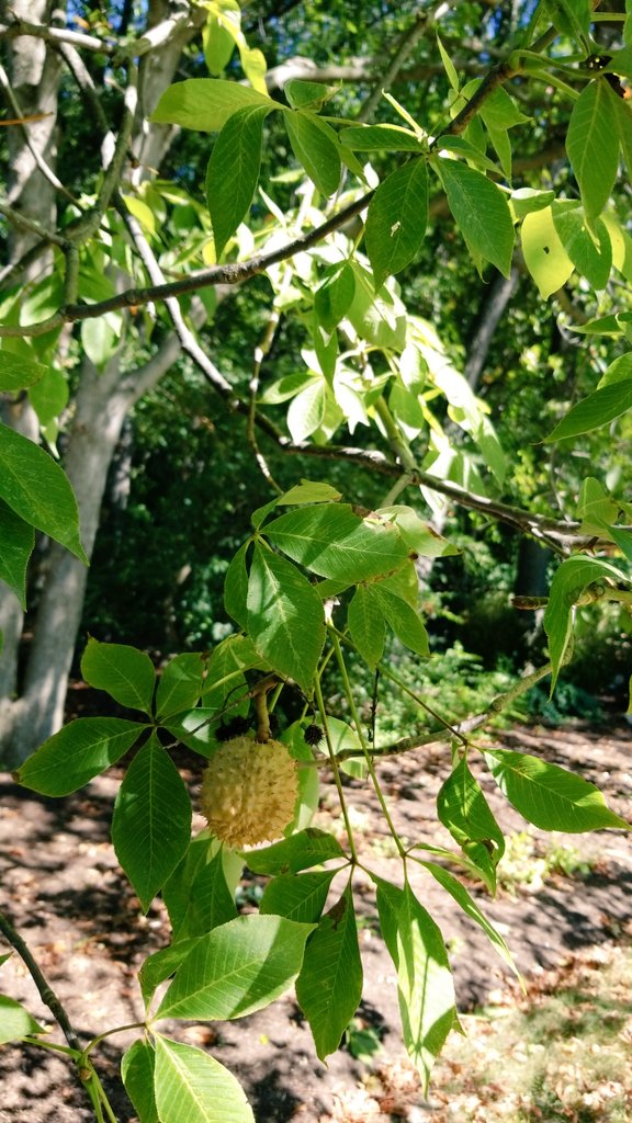 DrMarkMerrick's tweet photo. Hey @OhioState_ATP, guess what kind of tree is growing in my new backyard...🌰 https://t.co/30FBfb28ZV