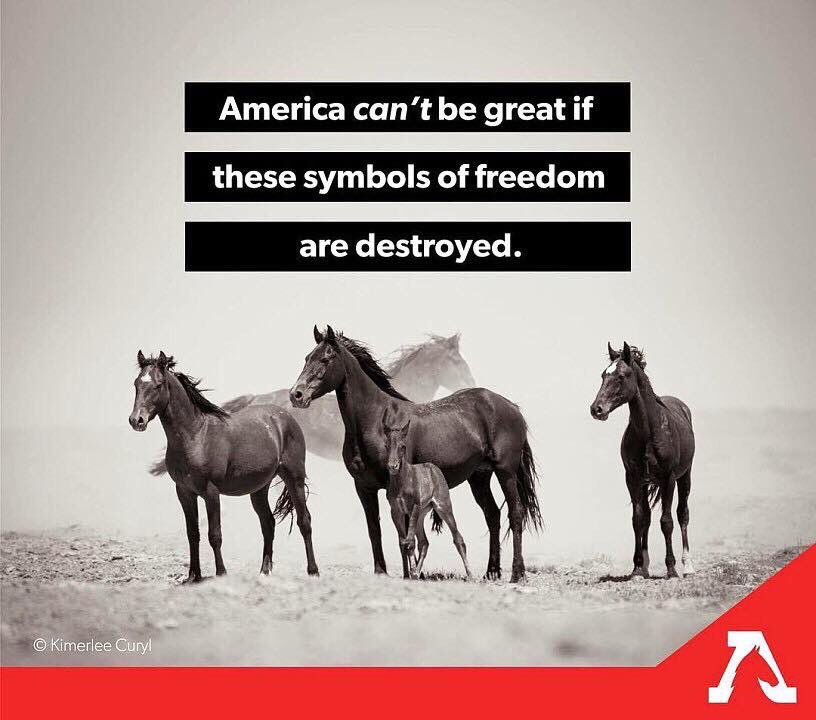 Anderhardt's tweet photo. @openletterbot @ClimateElf @RepValDemings @marcorubio @SenRickScott S&S. This is your daily reminder that #wildhorses should be running free on their federally protected lands & not removed to be sold for slaughter. #horses #burro #Mustang #StopTheRoundups #BanHorseSlaughter #ReinInBLM #HorsesAreNotAnIngredient #AmericaKillsHorsesAndICare https://t.co/lxDvYKiJqP
