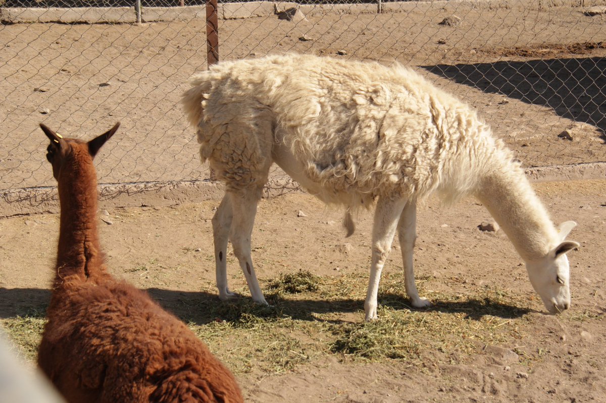 BicentenarioQro's tweet photo. ¿Sabías qué?
Las llamas son miembros de la familia de los camellos, viven hasta veinte años y pueden crecer hasta dos metros de altura.
¿Tú las conoces? Escríbenos si sabes más de ellas. 
Te esperamos para que las conozcas en cuanto abramos nuestras puertas🙌🏼

#QuédateEnCasa https://t.co/6TZtvuHXab