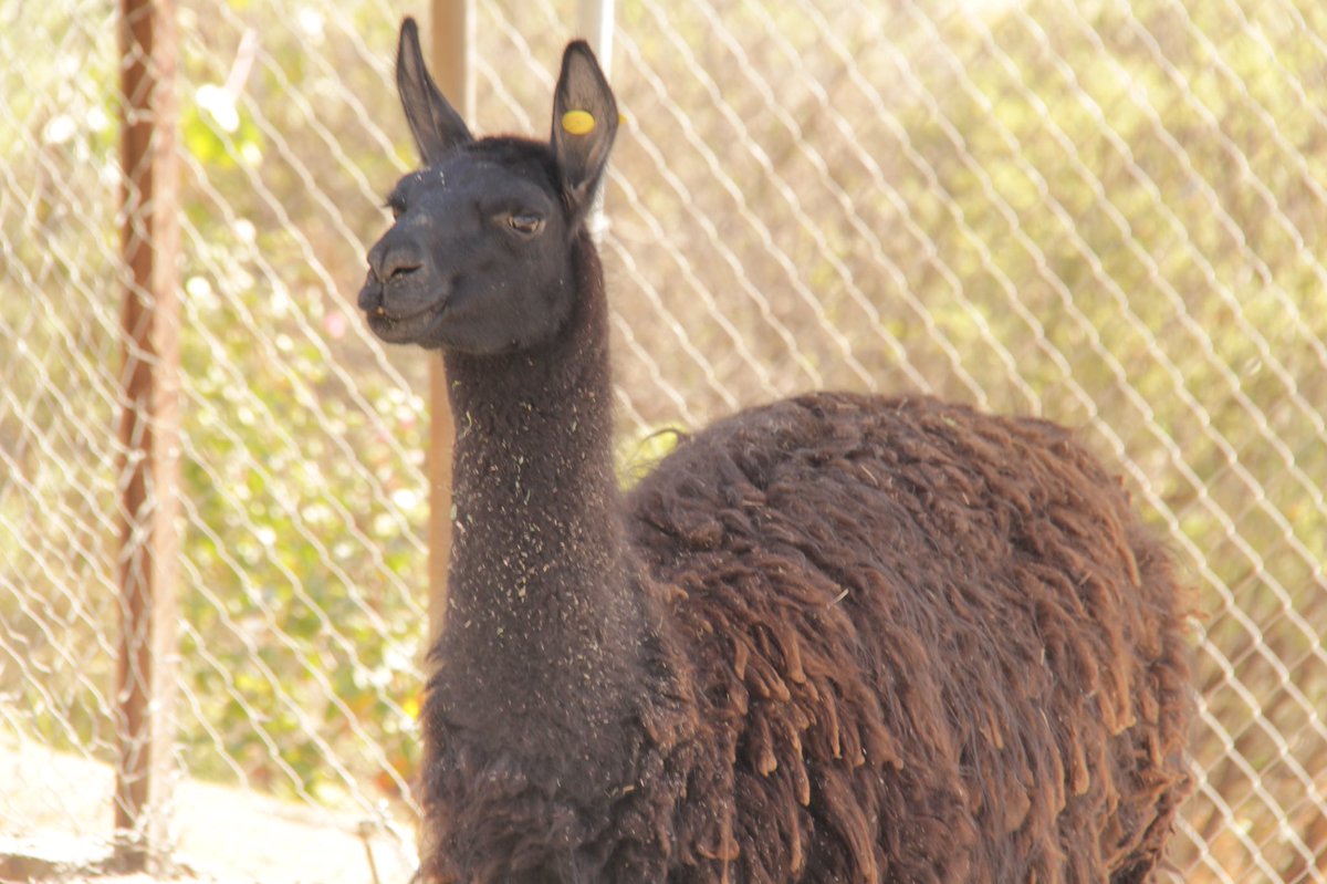 BicentenarioQro's tweet photo. ¿Sabías qué?
Las llamas son miembros de la familia de los camellos, viven hasta veinte años y pueden crecer hasta dos metros de altura.
¿Tú las conoces? Escríbenos si sabes más de ellas. 
Te esperamos para que las conozcas en cuanto abramos nuestras puertas🙌🏼

#QuédateEnCasa https://t.co/6TZtvuHXab