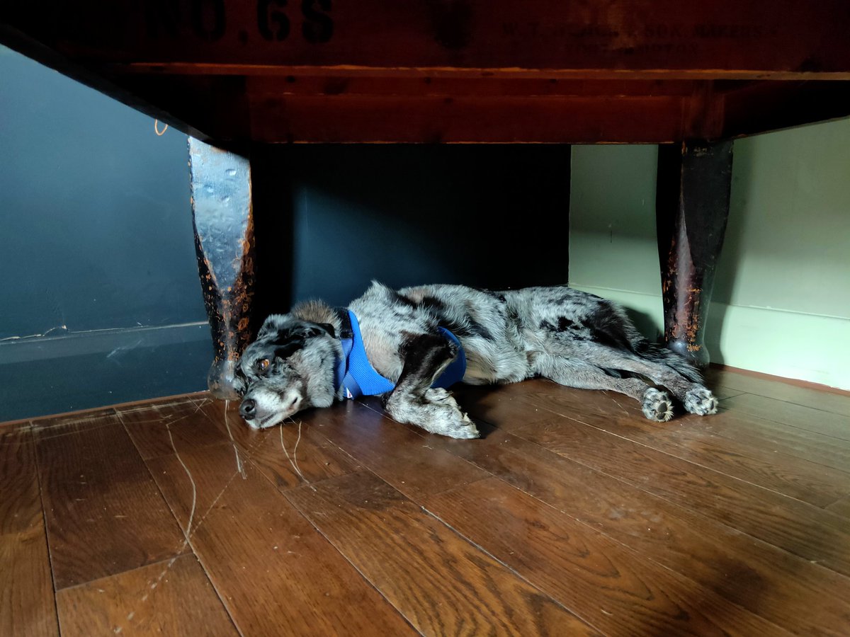 #PubDog #1 chilled out in the corner ... of the #pub 👍