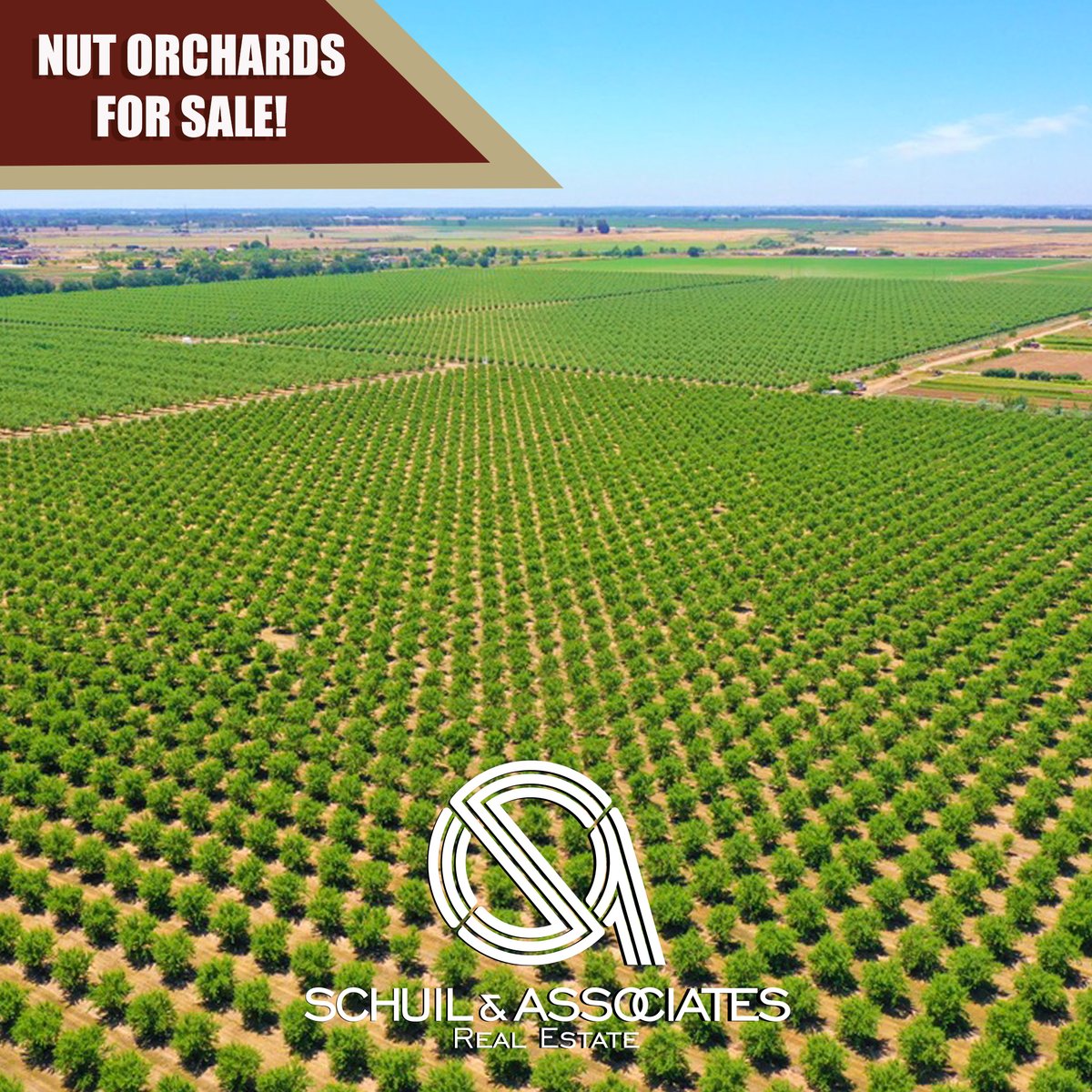 *NUT ORCHARDS FOR SALE* Click the link below to see all of the properties that we have available! 

schuil.com/property-searc…

#AgRealEstate #CaliforniaAgriculture #LandForSale #MyJobDependsOnAg #CaliforniaFarmsAndRanches #FarmRealEstate #FarmLand #CaliforniaOrchards #FarmsForSale