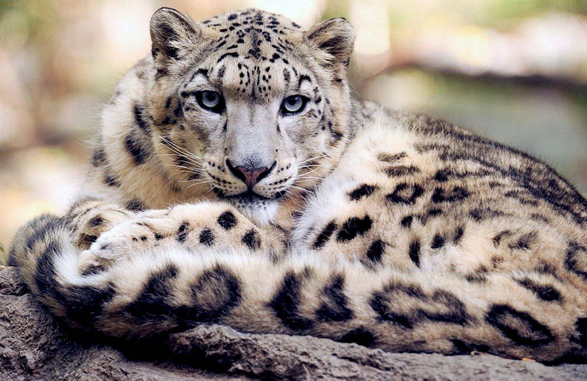 AnimalsAnonym's tweet photo. It's National wildlife day today 🐾
Show us your favorite wildlife species https://t.co/lcXk4YfCCQ