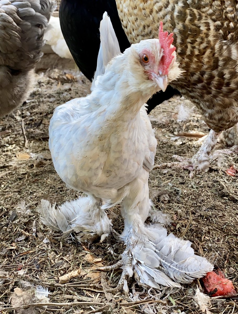 mypetchicken's tweet photo. Put your fancy pants on and get ready for a 3 day weekend! 🎉 #fancypants #mypetchickenofficial #porcelainduccle #duccle #labordayweekend #relax #backyardchickens #3dayweekend #pet https://t.co/aFrQtKEaFM