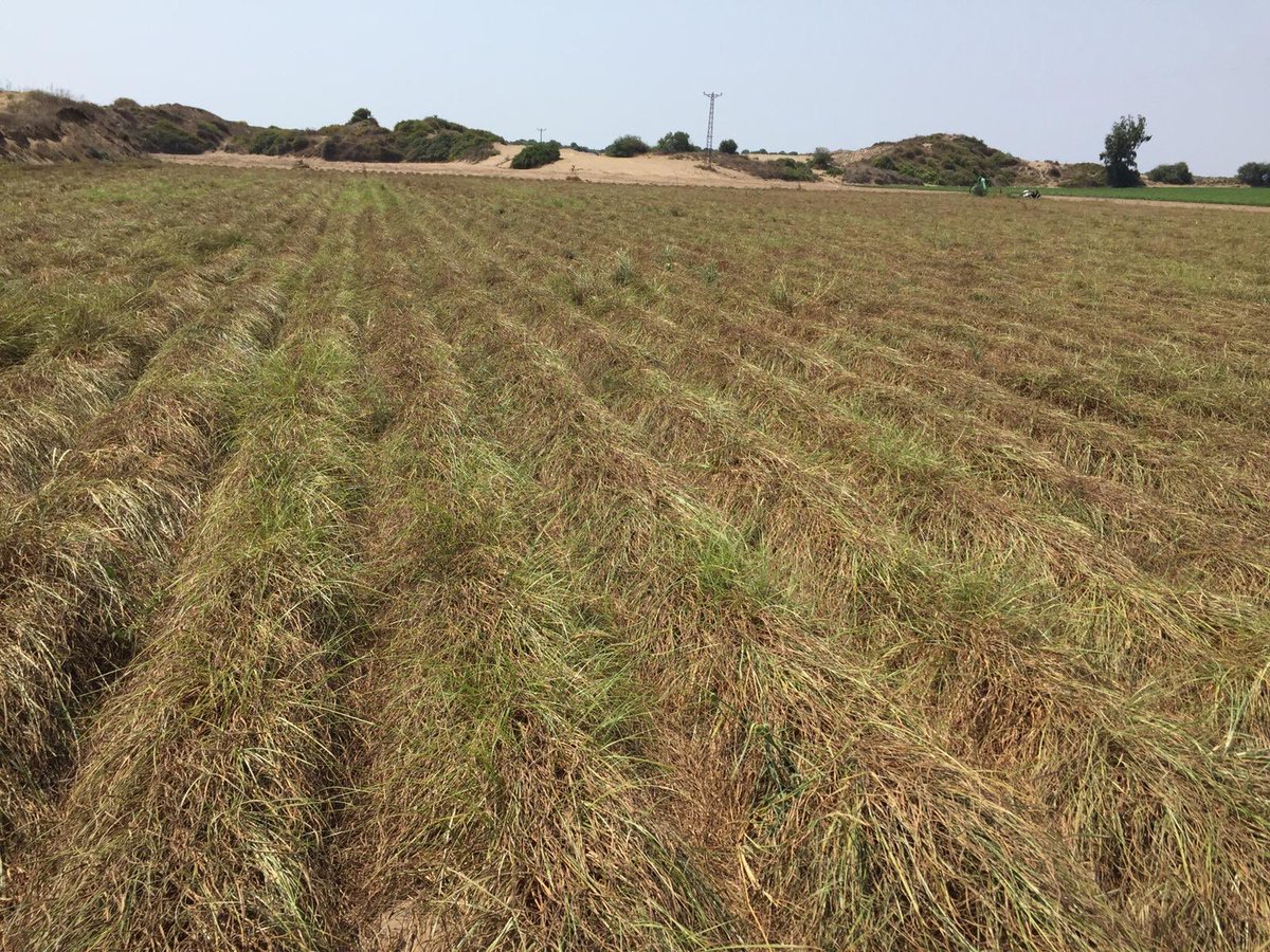 Hem #GDO suz soya hem de #chufa üretimimizde sona geliyoruz. Hasat yaklaşıyor.
Ülkemiz için üretiyoruz...
#yerbademi
#tigernut
#tarımsalüretim
#soya 
<a href="/TCTarim/">T.C. Tarım ve Orman Bakanlığı</a> 
@TAGEM_ANKARA 
#veganfood