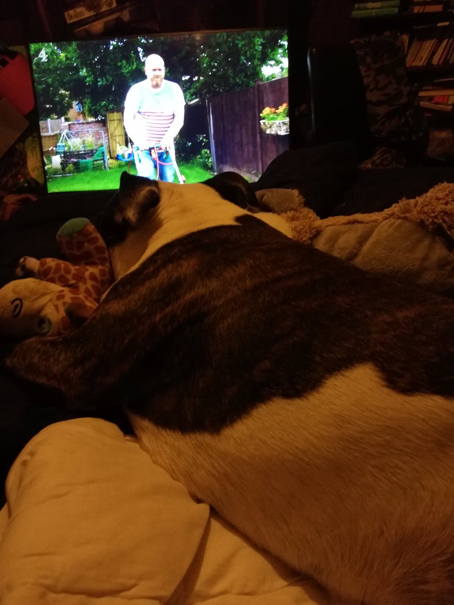 AdorabullyBadge's tweet photo. #CCDWM n mi fav gwaffe wot more could I want #FridayFeeling #TeamBadger #dogcelebration https://t.co/WSfcHmKsDJ