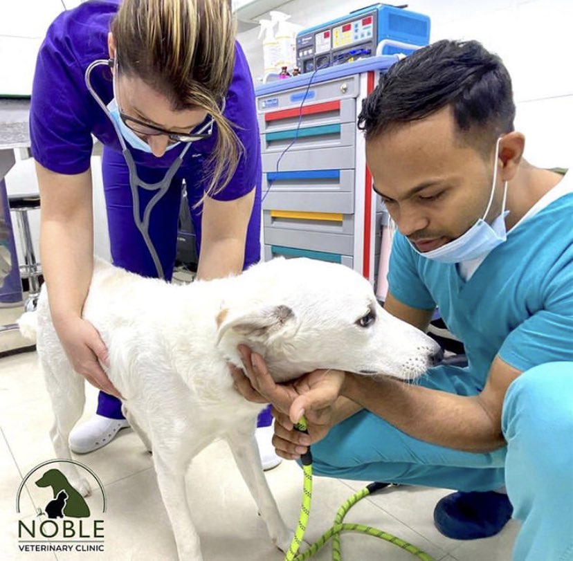 🩺It is very important to take your pets for regular vet visit to ensure they are healthy, for us at Noble veterinary clinic everything is about ultimate care for your furry babies because we simply believe. Your pet deserves the best🩺

#UAEPets #UAEPetShop #DubaiPets