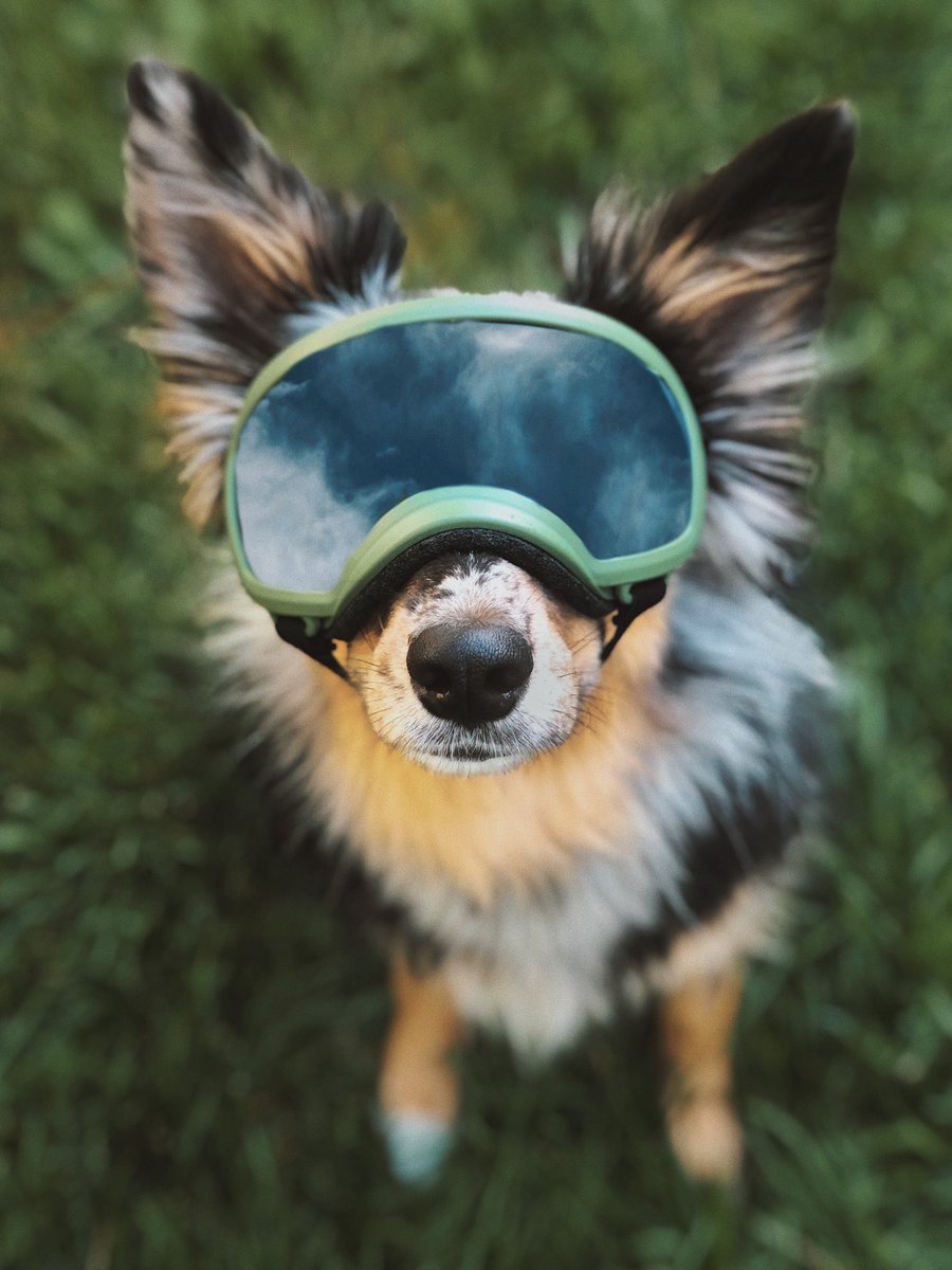 embarkwithember's tweet photo. Do these make my ears look big? 
@aussiesdointhgs https://t.co/aYyUoA3Xrx