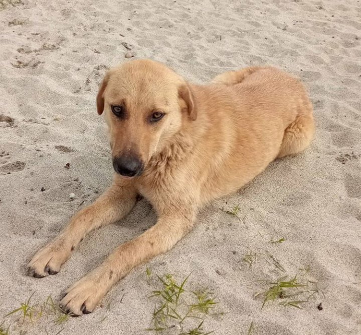 ÇOK ACİL ‼️
LTF RT YAPAR MISINIZ?
KABUS GİBİ BİR HAFTA !
3 yıldır aynı yerde doğan, yaşayan, tüm kış tek başıma baktığım, dişileri kısırlaştırılmış, küpeli kimseye zararı olmayan, 
Corona dan korkmayıp dipdibe tatil yapanlar tarafından her gün taş/sopa atılan canlar..