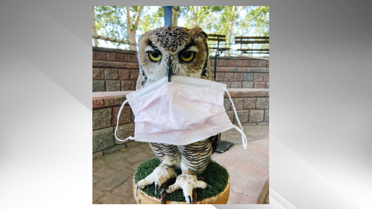 Last weekend to visit the Alberta Birds of Prey Centre #BirdsOfPrey #Coaldale #yql lethbridgenewsnow.com/2020/09/04/las…