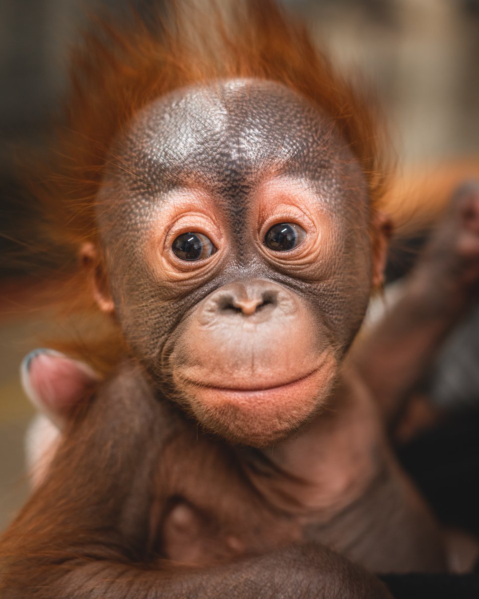 ToledoZoo's tweet photo. Our face when we remember its a long weekend 😊

Roam Near Home this weekend and come see this smiling face at your Zoo🦧

Don't forget.. we want to see your Zoo selfies, so tag us in your posts! 📸 

#FajarFriday #Orangutans #ToledoZoo #Toledo #Zoo #BabyAnimals #RoamNearHome https://t.co/AMUKTWTOhx