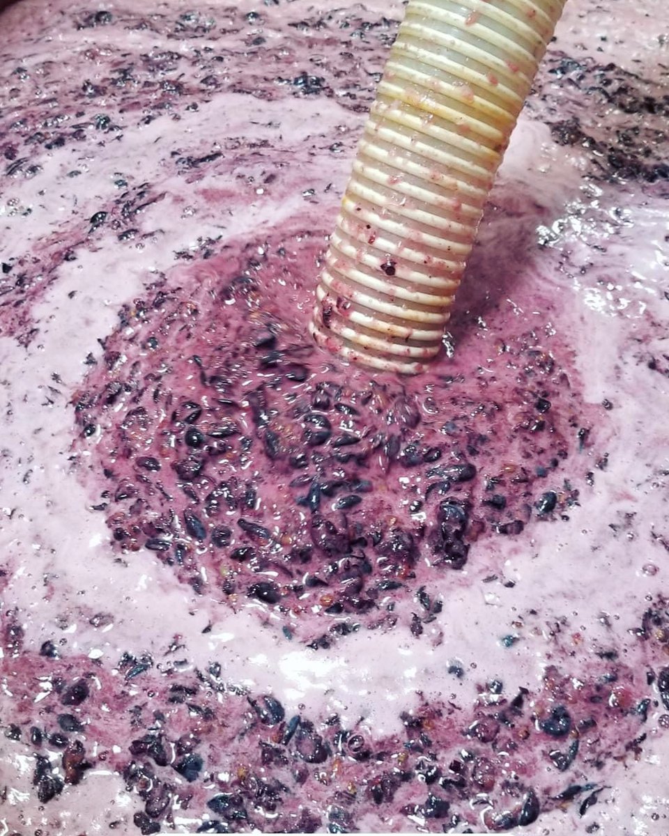 GrapeExNV's tweet photo. Winemaking! You MUST try it. 
(Winemakers get the joke, right?!🍇🍷😂)

https://t.co/PhWAwKRB93 
ONLY 2 DAYS LEFT TO PLACE YOUR BARREL ORDERS!!
#wine #lasvegas #henderson 
#winemaking #grapemust #winemaker https://t.co/JkaPXfLhCu