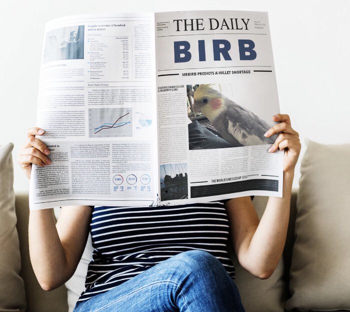 MrbirbC's tweet photo. What’s goin on in Birb news you ask? https://t.co/wFDXP0JYNT