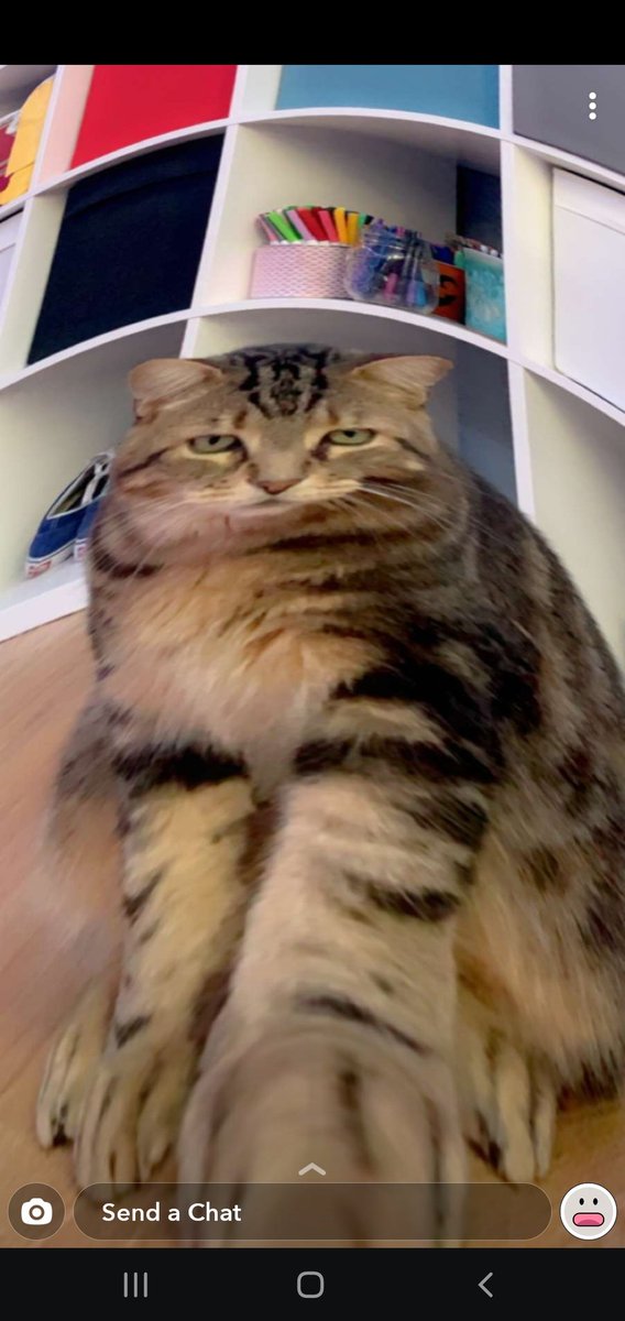 MaxAdamson12's tweet photo. Chonk @OntarioMusician https://t.co/i5o0itzoFd