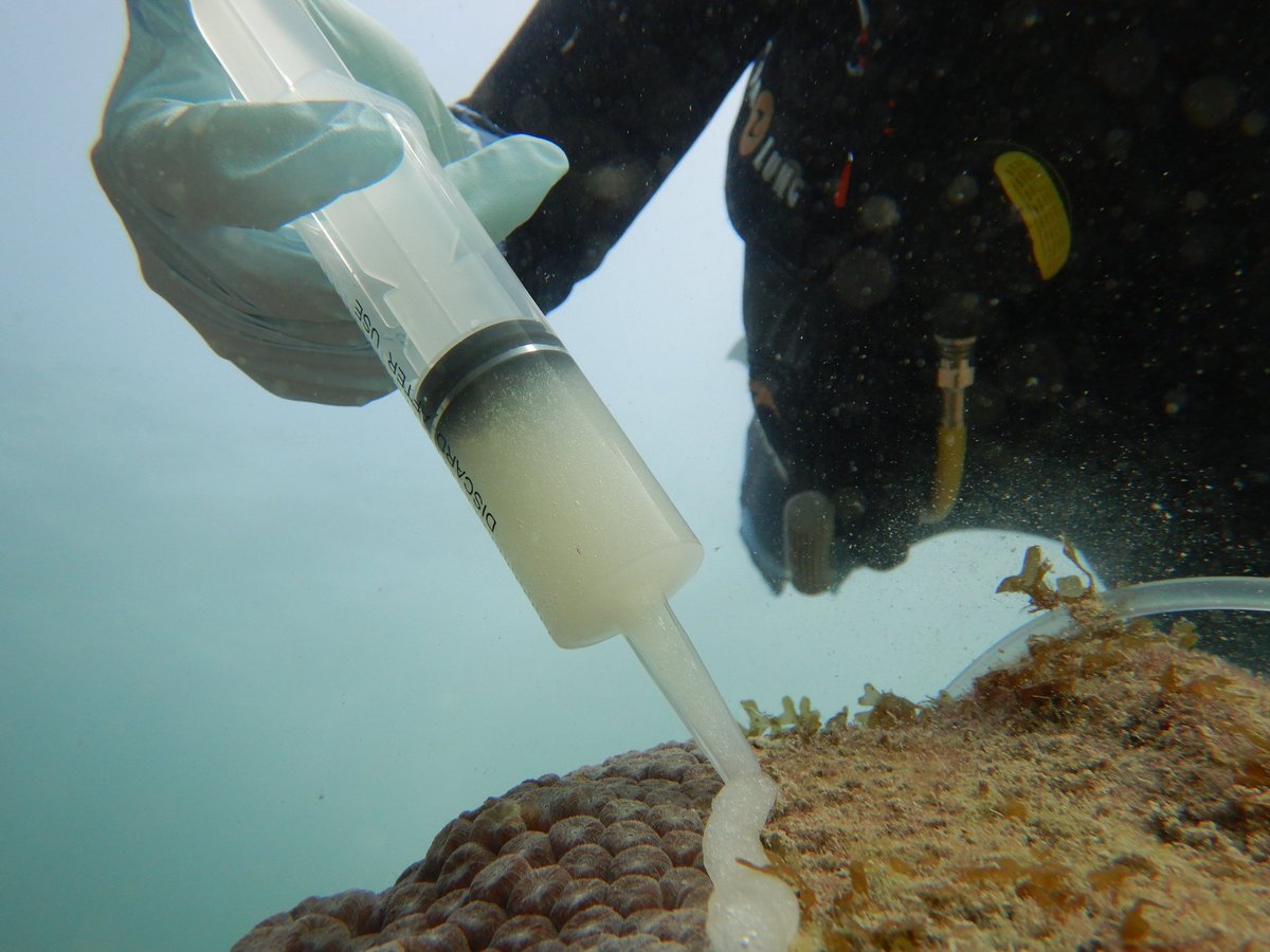PolypProtectors's tweet photo. 🚨 Good news alert! 🚨 Our paste was effective at sticking to the lesions of corals infected with #SCTLD! This paste, filled with our probiotic bacteria, allows us to apply our treatments at higher concentrations directly to the coral lesion to ensure bacterial colonization. https://t.co/fPzVq2R5po