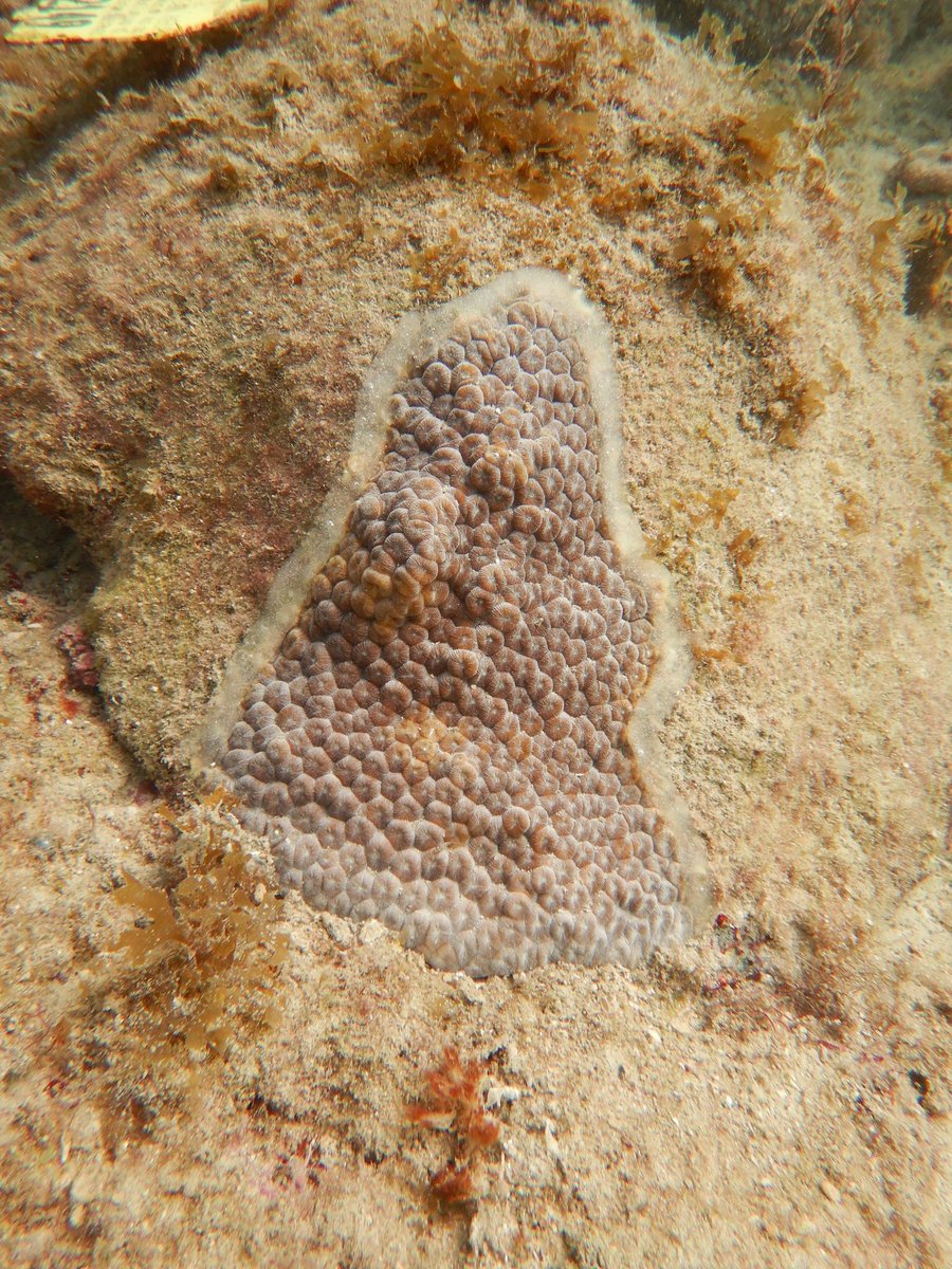 PolypProtectors's tweet photo. 🚨 Good news alert! 🚨 Our paste was effective at sticking to the lesions of corals infected with #SCTLD! This paste, filled with our probiotic bacteria, allows us to apply our treatments at higher concentrations directly to the coral lesion to ensure bacterial colonization. https://t.co/fPzVq2R5po
