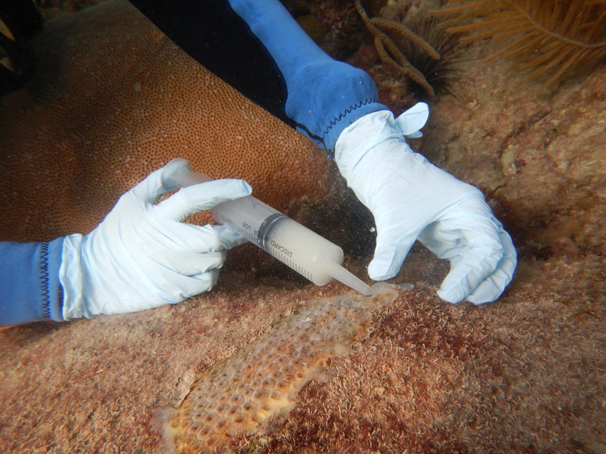 PolypProtectors's tweet photo. 🚨 Good news alert! 🚨 Our paste was effective at sticking to the lesions of corals infected with #SCTLD! This paste, filled with our probiotic bacteria, allows us to apply our treatments at higher concentrations directly to the coral lesion to ensure bacterial colonization. https://t.co/fPzVq2R5po