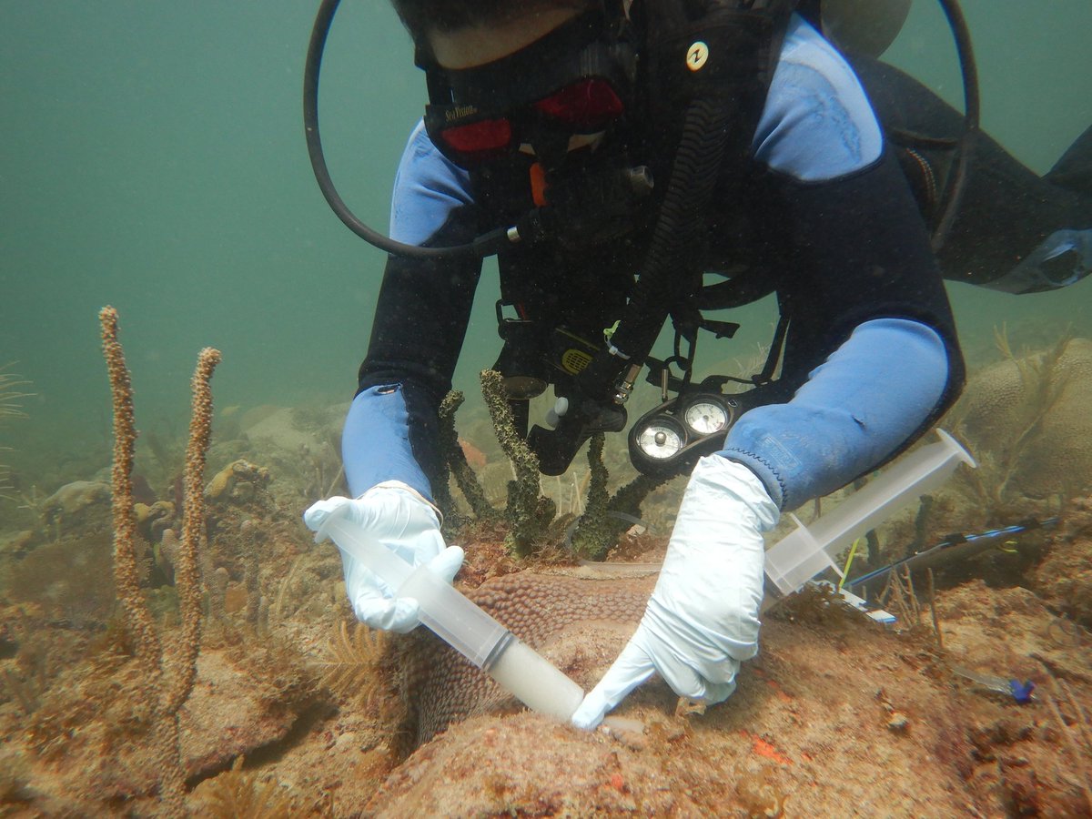 🚨 Good news alert! 🚨 Our paste was effective at sticking to the lesions of corals infected with #SCTLD! This paste, filled with our probiotic bacteria, allows us to apply our treatments at higher concentrations directly to the coral lesion to ensure bacterial colonization.