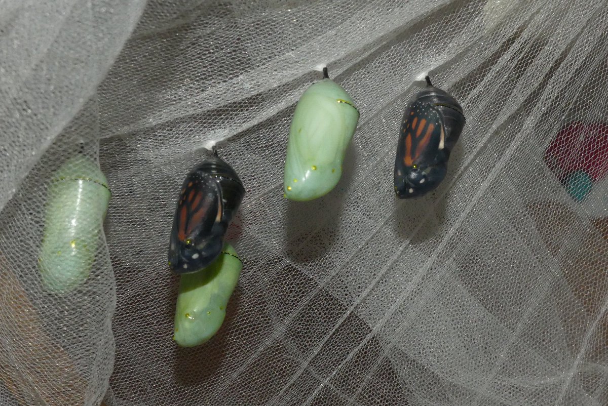 Handleyklw's tweet photo. What a wonderful first two days of school @Centennial_LDSB complete with butterflies emerging both days in Ms. Byers’ class. #newbeginnings #centennialcomets https://t.co/X2axHJxJXr