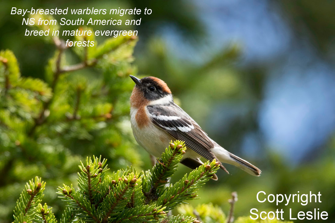 Healthy Forest Coalition tweet media