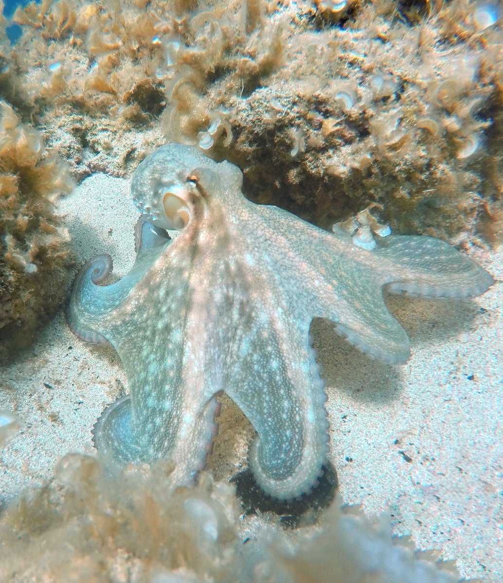 scubamallorca's tweet photo. Buenísimos días 🐙🙌🏽  ¿ listos para el finde? Vamos, vamos, que ya es Viernes!! 😍 https://t.co/mhx0M4s3B2