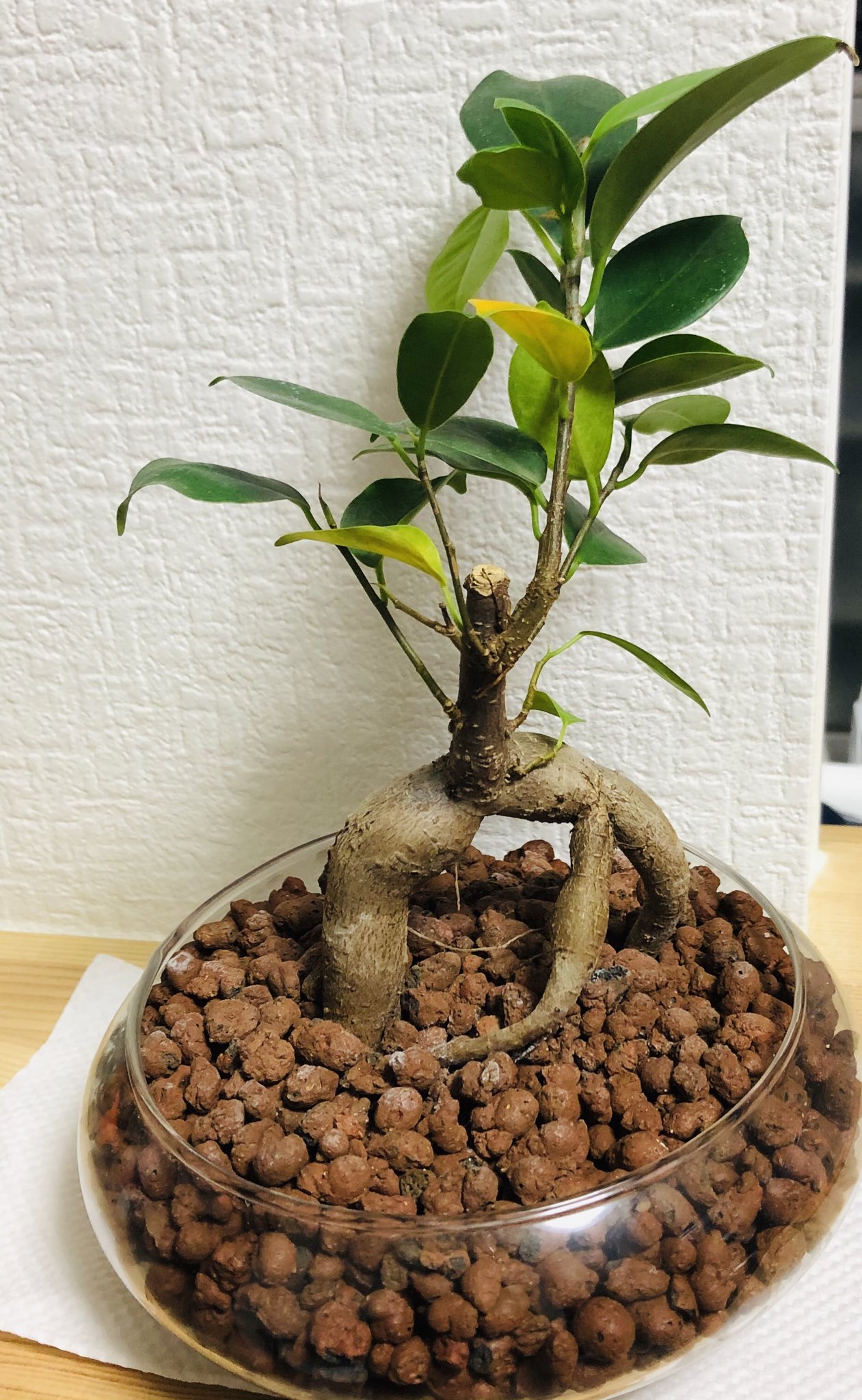 Nana クロトンとペペロミアとさよならしました ガジュマルちょっと枯れ てるけど大丈夫だよね 私には植物栽培もできないのか キッチンの排水口と三角コーナーにコバエコナーズのスプレーかけたし 明日はコバエわきませんように コバエ撲滅 ハイドロ