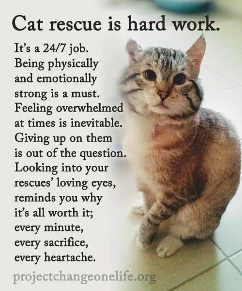 ForeverRescue's tweet photo. #catrescue #CatsOfTwitter #catsofgettysburg https://t.co/Afm9TPDxSD