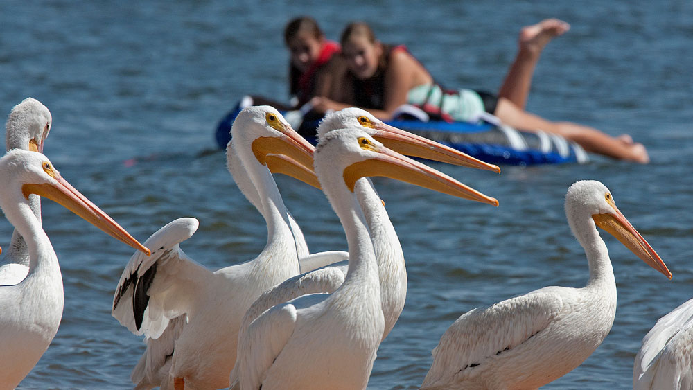 ChatfieldWater's tweet photo. The Swim beach is open from #MemorialDay through #LaborDayWeekend. The swim beach is open but with limited capacity. Swim at your own risk. More about park activities on the @COParksWildlife website. Have a great weekend, everyone! https://t.co/0sgI1QSyZj https://t.co/Xmilvit2zc