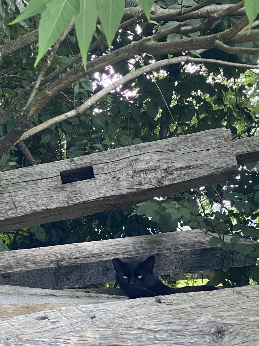 HockhocksonFarm's tweet photo. Greg doing his best panther impression on National Wildlife Day. 

#Hockhocksonfarm #TheDailySqueal #GrowKindness #NationalWildlifeDay #cat #meow #feralcats #blackcat https://t.co/2rDm2ZC3EQ