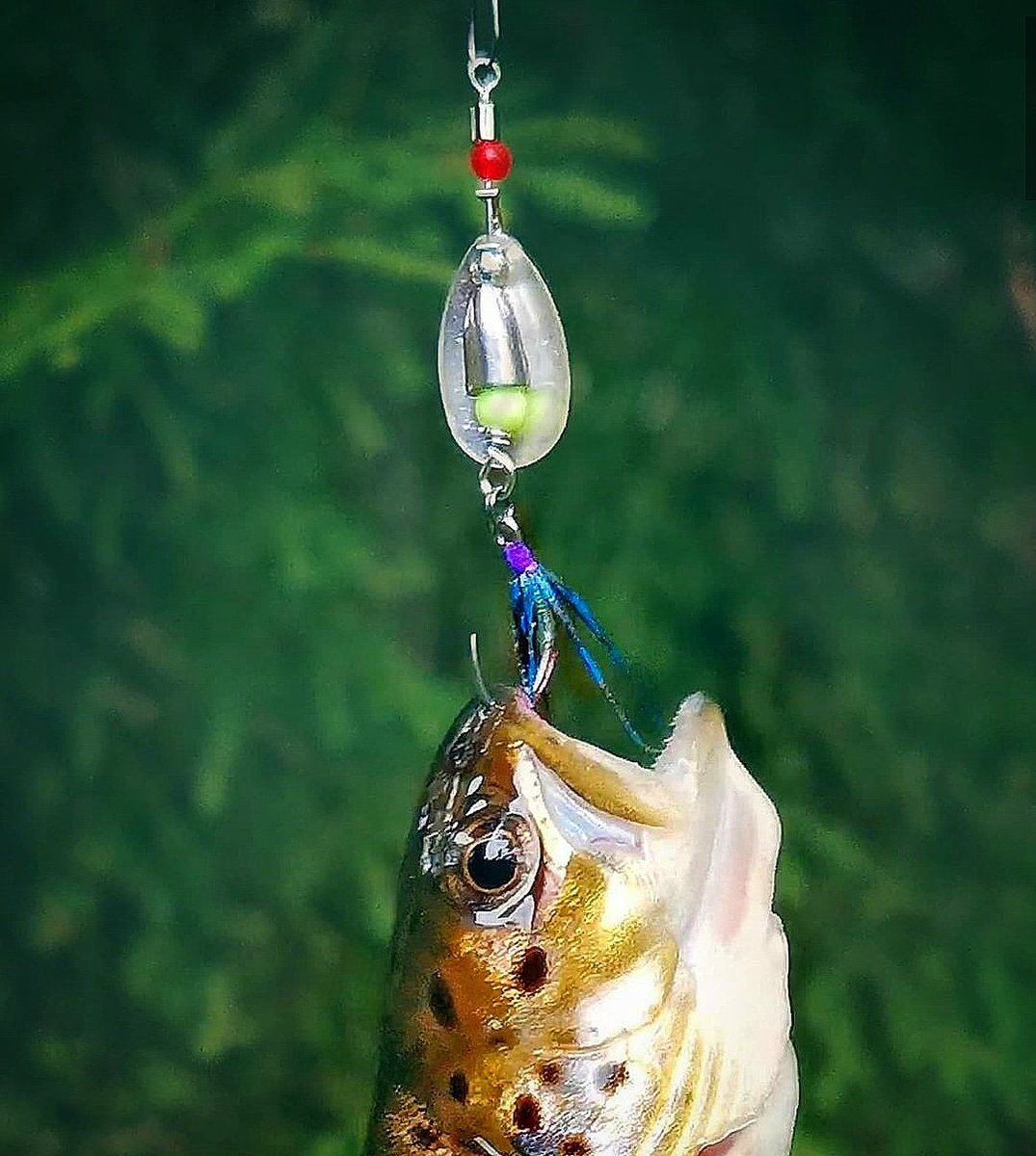 CraftLarva's tweet photo. 🇷🇺✌️Спасибо огромное Дмитрию @dimonangler з🔥 #vanfookフィールドアドバイザー #vanfook #trout #streamfishing #streamtrout #tungstenlure #longcasting https://t.co/pgwTS15tzf