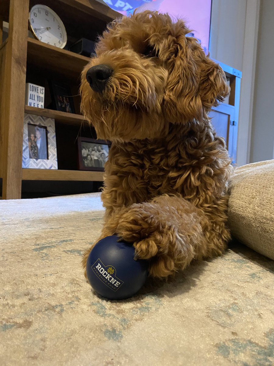We even have four-legged Rockne supporters! 🐶 

cc: <a href="/E_Jagielo/">Eric Jagielo</a> 

#GoIrish