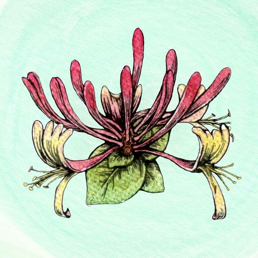 LouisVinet's tweet photo. Coffee Tasting Notes:
Eratoi, Timor-Leste.
https://t.co/phJ5bZ2KMM 
(Part 1)
Honeysuckle
_______________________________________
#art #illustration #coffee #honeysuckle #foodillustration #foodart #specialtycoffee #tasting #tastingnotes #packagedesign #productdesign #watercolor … https://t.co/Ue68SH3SJw