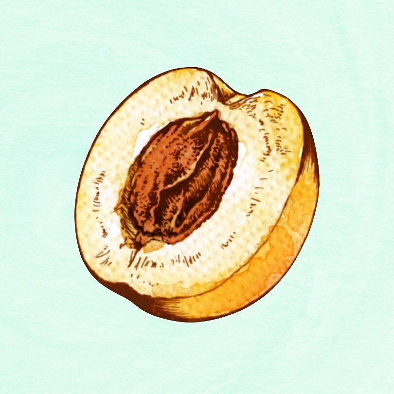LouisVinet's tweet photo. Coffee Tasting Notes:
Eratoi, Timor-Leste.
https://t.co/phJ5bZ2KMM 
(Part 2)
Apricot
_______________________________________
#art #illustration #coffee #apricot #foodillustration #foodart #specialtycoffee #tasting #tastingnotes #packagedesign #productdesign #watercolor #waterco… https://t.co/qTgLj5RMU4