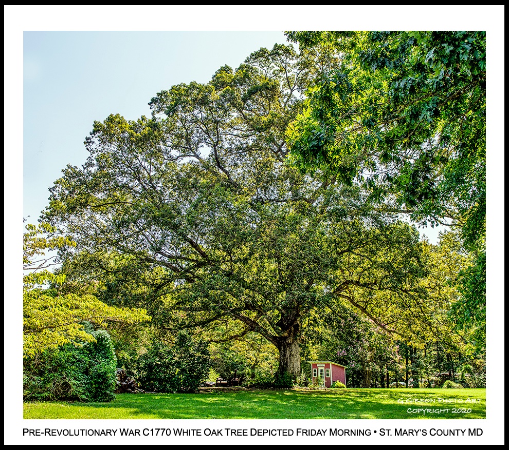 CuratorOfTheBay's tweet photo. As #history goes this Pre-#Revolutionary War c.1770 #White #Oak #Tree has survived #lightning strikes, aggressive #gypsy moths, storm damaged broken #branches, and in recent years aggressive #woodpeckers attacking its bark depicted here in St. Mary’s County #Maryland,

Glenn https://t.co/FlPevDdDkY
