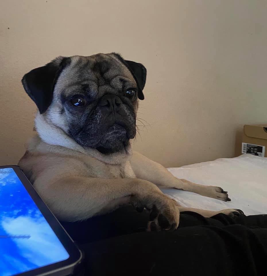 JessiAnnPrice's tweet photo. @Kristen_Arnett Sadly I don’t have a doggy of my own, but here is my sister’s pup Jade and niece’s pug Willie https://t.co/ti8qwsJk8B