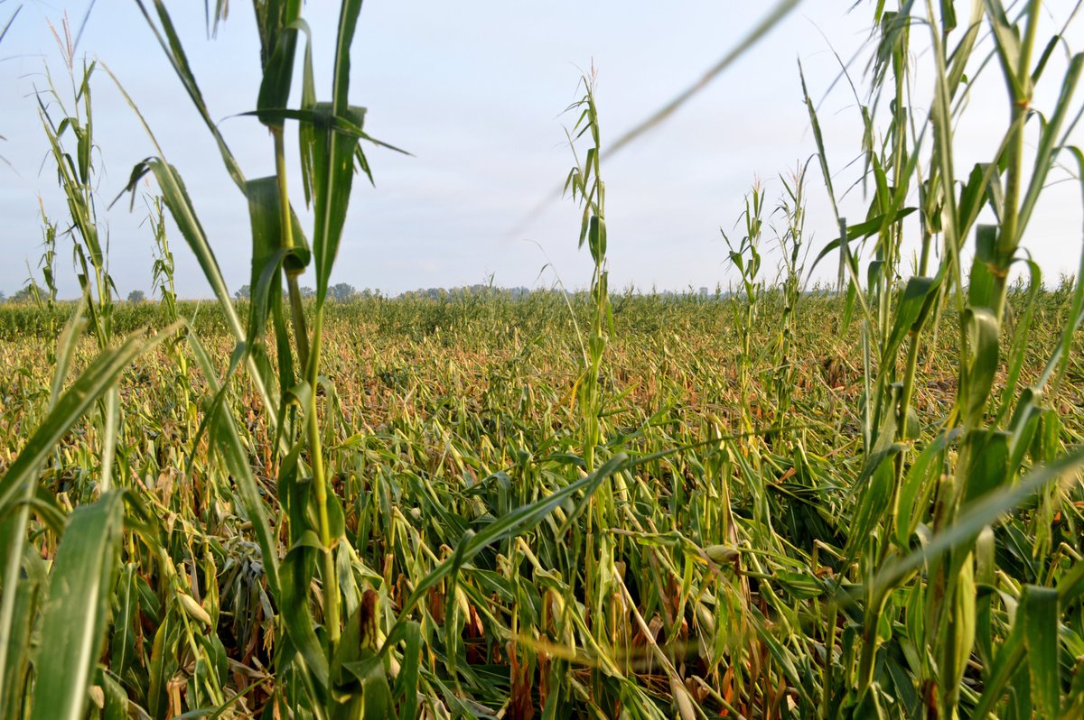 NRCS_Iowa tweet media